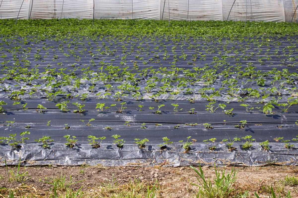 Innovating Agriculture: Harnessing Geosynthetics for Sustainable Farming